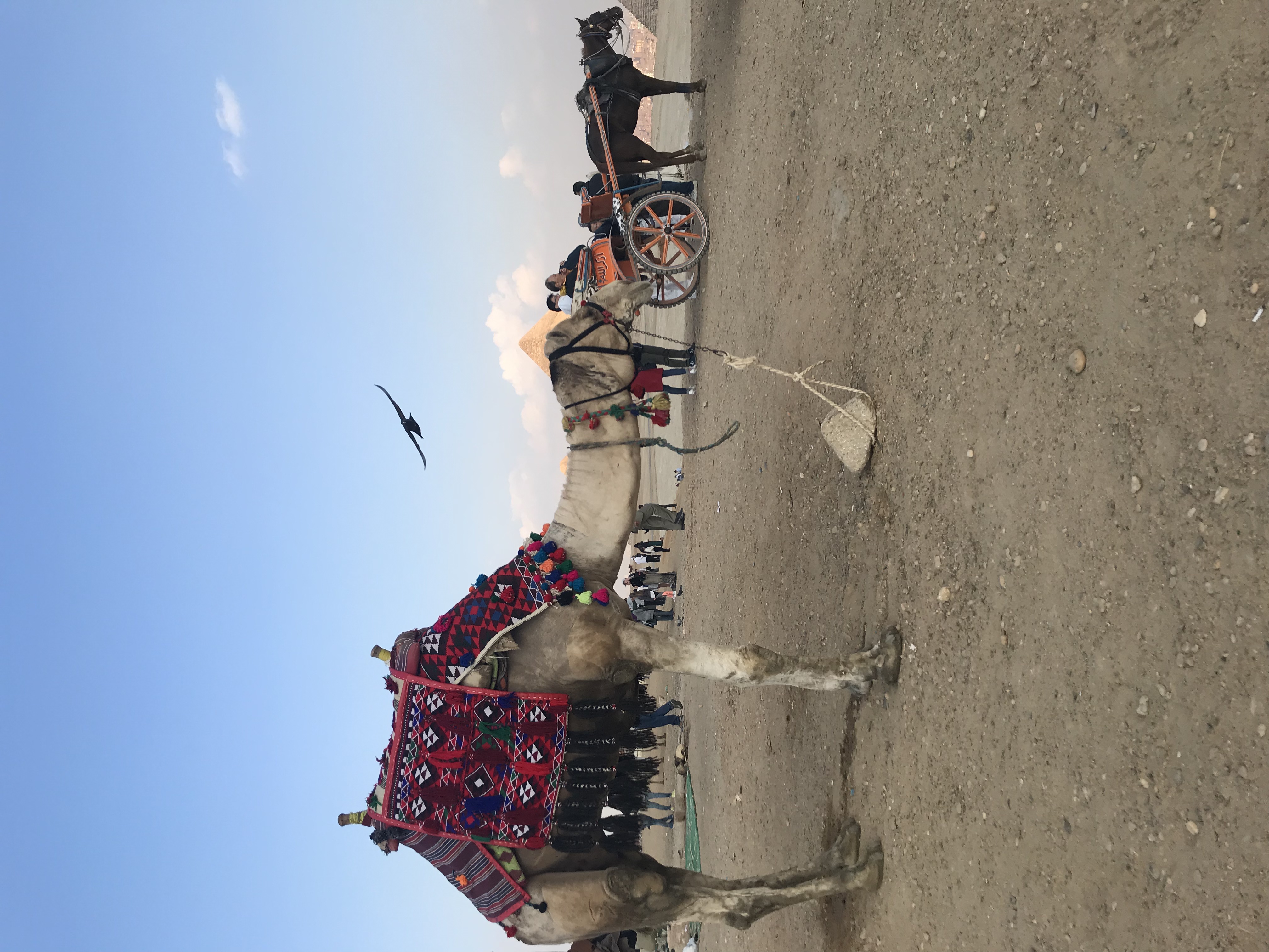 ./2018/16 - Egypt/03 - Pyramids/IMG_0870.jpg